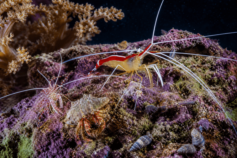 Crevettes et détritivores : la vraie équipe d’un récifal