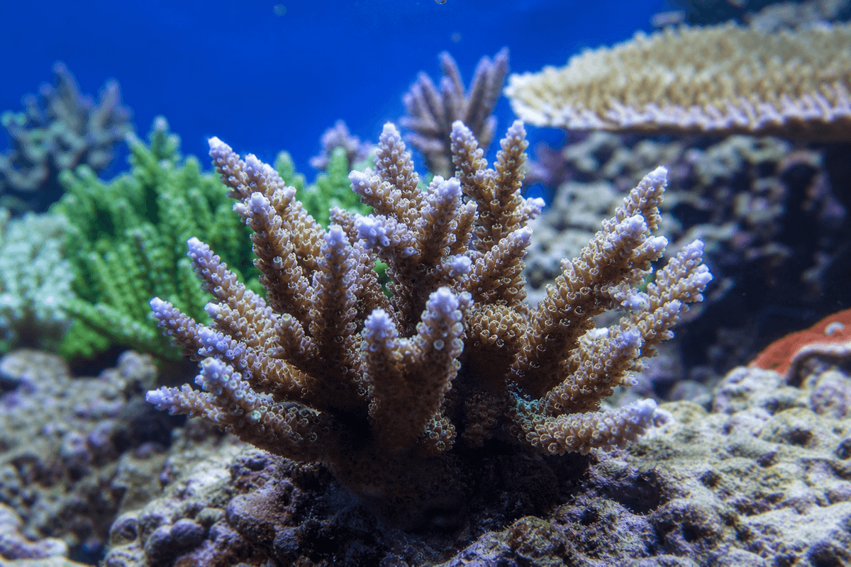 Acropora : le SPS qui ne pardonne rien, bien le maintenir