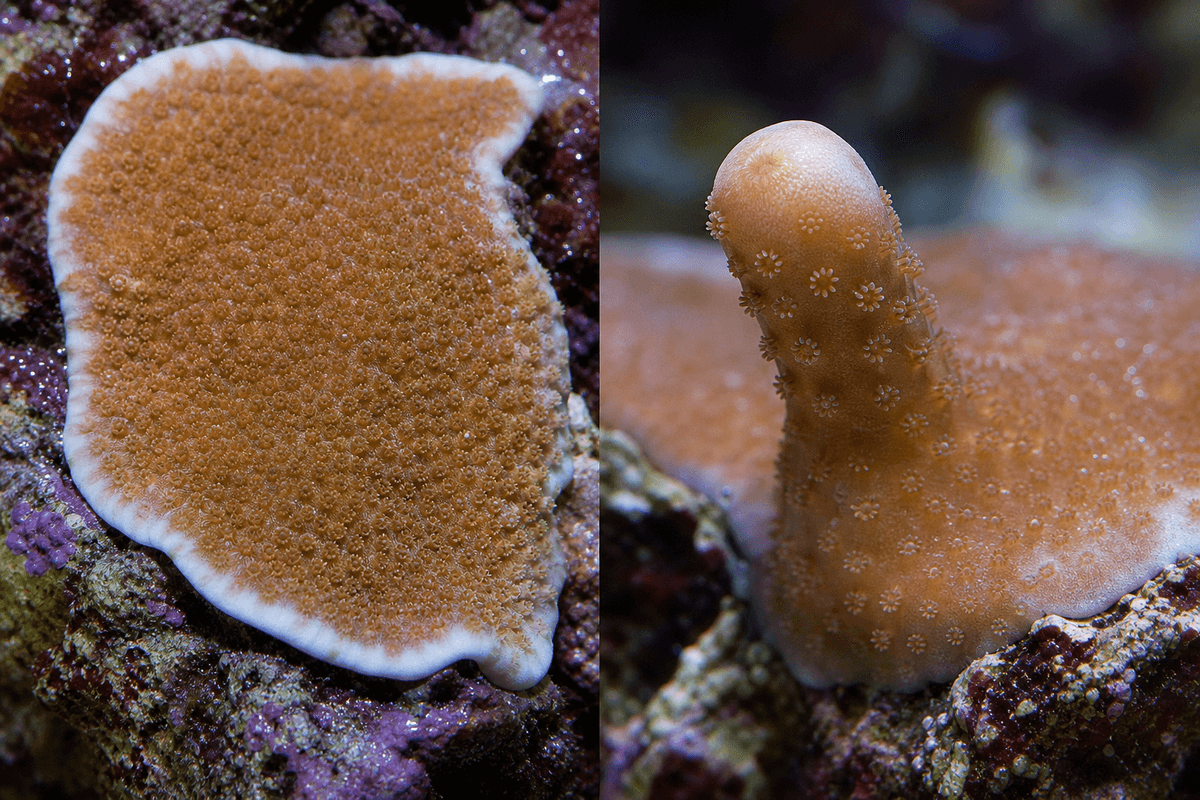Détails de surface et de croissance sur Montipora (plateau et extrémité digité).