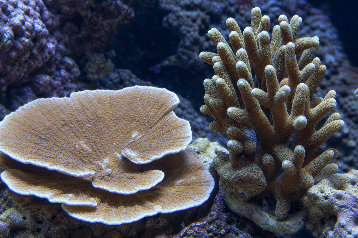 Montipora : le SPS tolérant, en plateau ou en digité