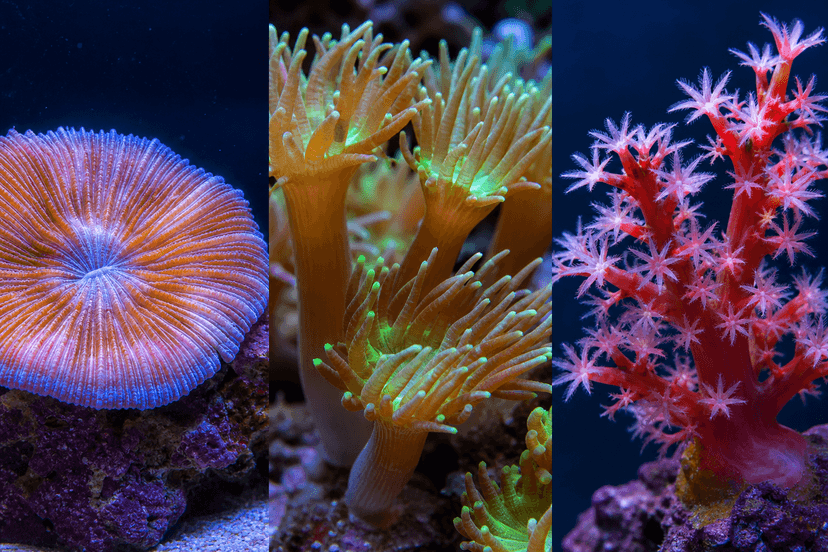 Fungia, Duncanopsammia, Tubipora : trois LPS atypiques