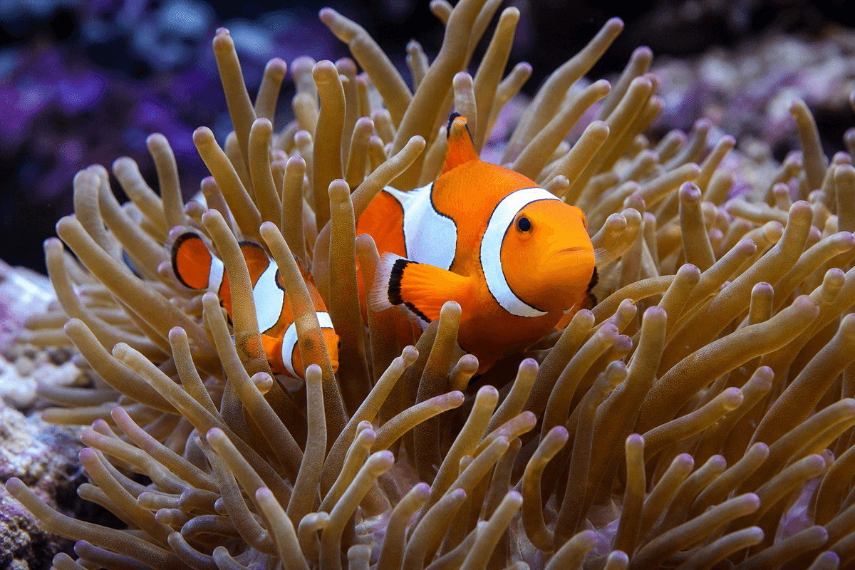 Relation poisson-clown et anémone dans l’environnement récifal.