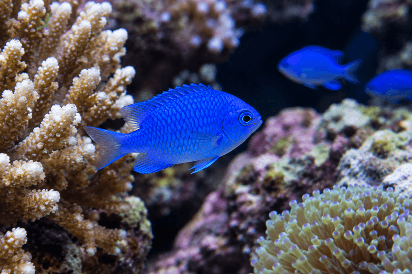 Poisson-demoiselle : robuste, mais mauvais premier choix