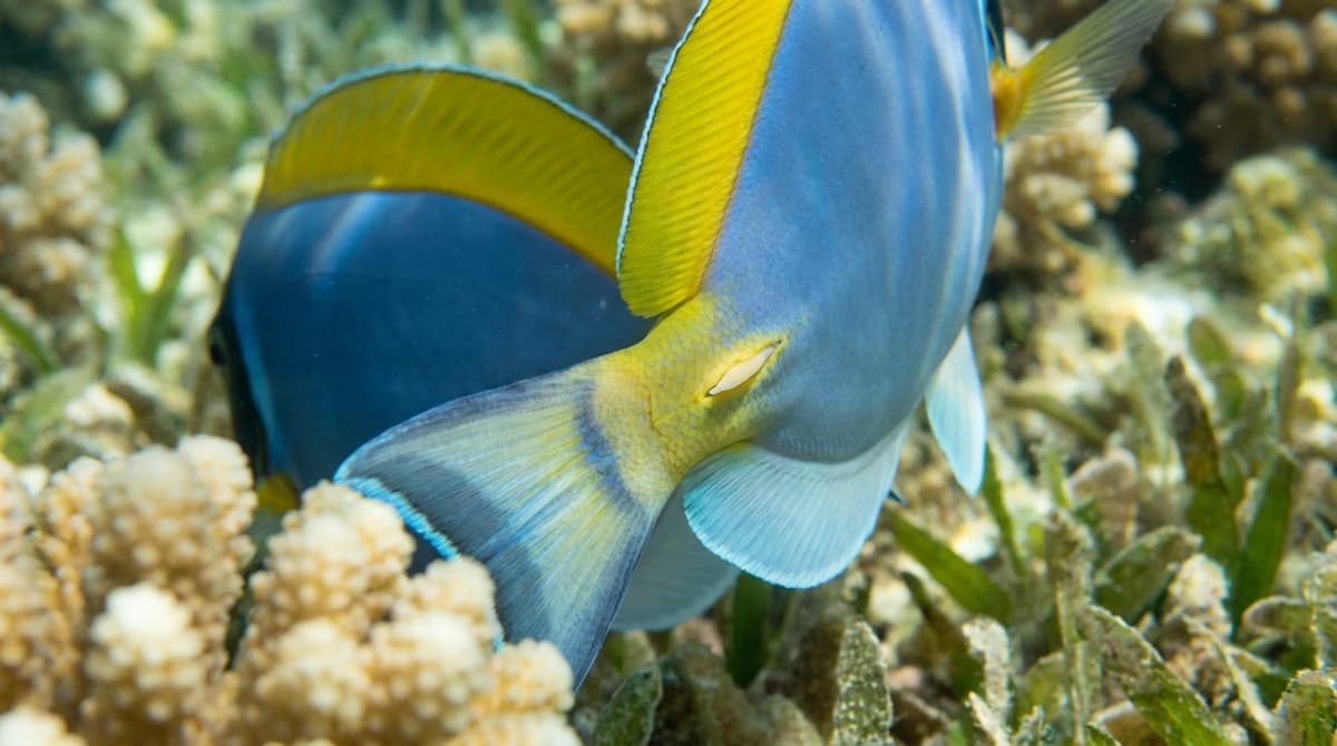 Détails morphologiques du poisson chirurgien pertinents pour ses besoins.