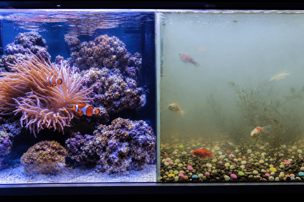 Contraste visuel pour expliquer le mythe de l’eau douce : la relation clownfish–anémone nécessite un contexte marin.