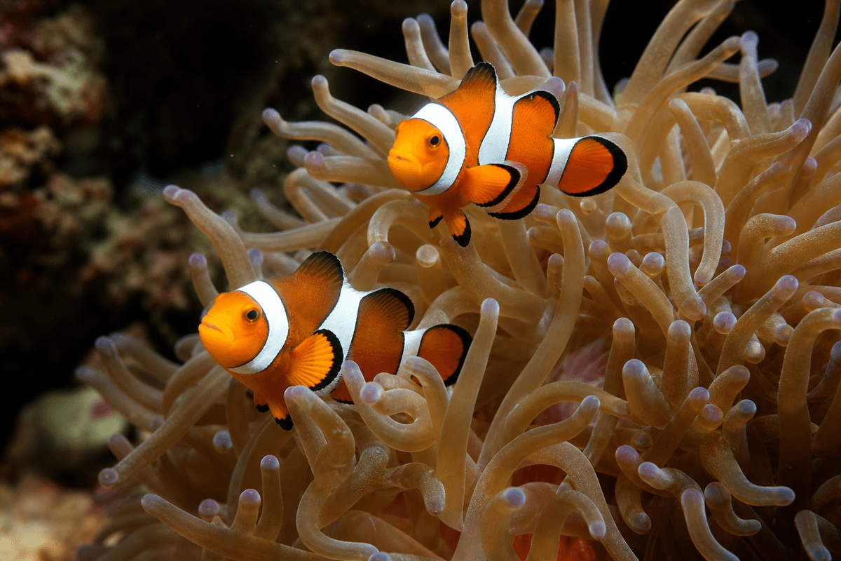 Poisson-clown en couple vivant au contact d’une anémone dans un aquarium marin.