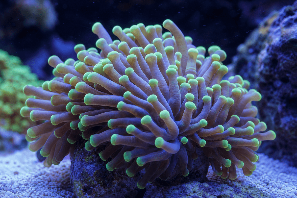 Euphyllia coral close-up in a stable reef-tank environment, showing healthy polyp extension.