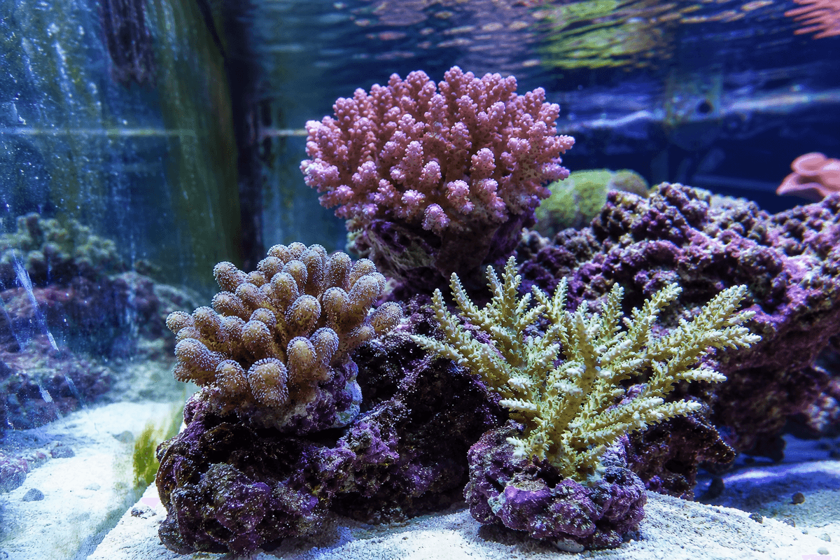 Contexte d’aquarium récifal et microhabitats.