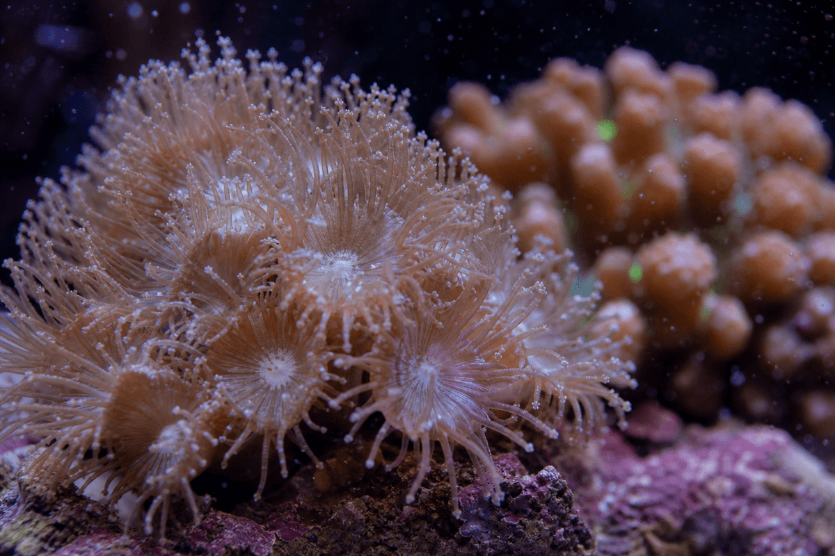 Macro view of Goniopora polyp tentacles and skeletal detail.
