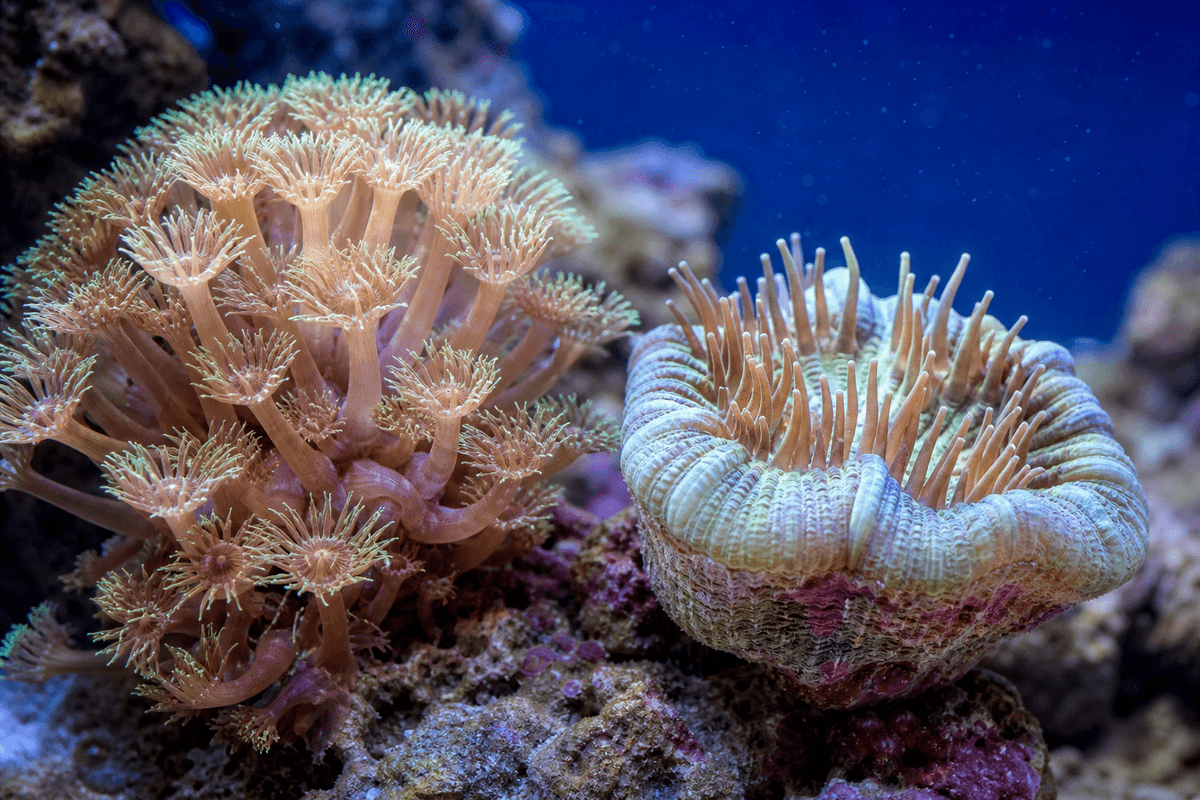 Goniopora and Catalaphyllia LPS on a reef substrate under natural underwater lighting.