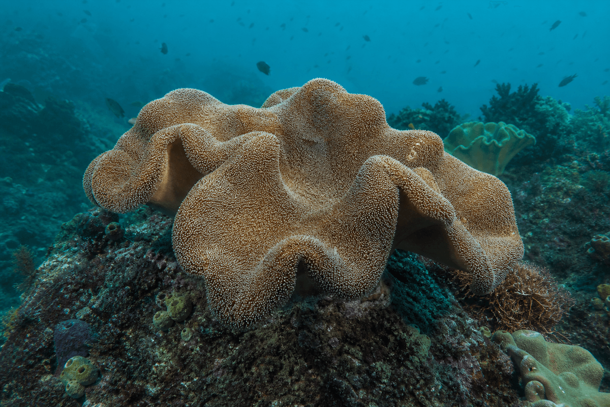 Leather coral growth form in its reef environment.